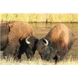 SOUTH DAKOTA BISON HUNT