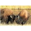 Image 1 : SOUTH DAKOTA BISON HUNT