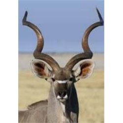 Warthog Impala and Kudu Hunt