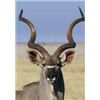 Image 1 : Warthog Impala and Kudu Hunt