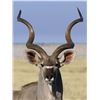 Image 2 : Warthog Impala and Kudu Hunt