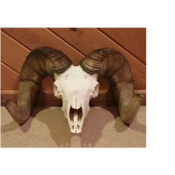 SOUTH DAKOTA BIGHORN SHEEP SKULL
