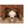 Image 1 : SOUTH DAKOTA BIGHORN SHEEP SKULL