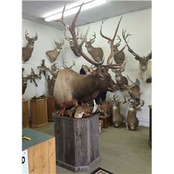 TAXIDERMY $500 CERTIFICATE