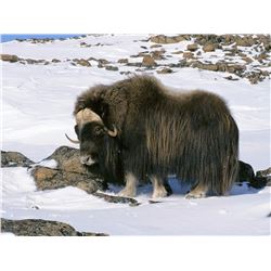 3 DAY GREENLAND MUSK OX