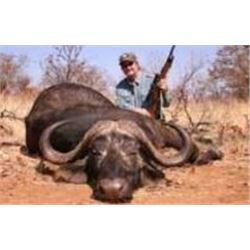 Cape Buffalo Hunt