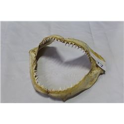 LEMON SHARK JAW