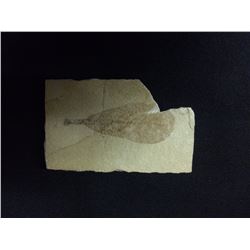 LEAF FOSSIL