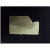Image 1 : LEAF FOSSIL