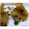 Image 2 : FOX SHOAL