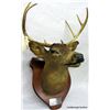 Image 1 : DEER HEAD