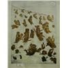 Image 1 : A Louis Wain Print, The Tabby Tobogan Club