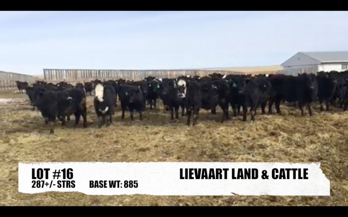 Lievaart Land & Cattle Co, Nanton, AB