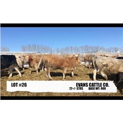 Evans Cattle Co, Airdrie, AB