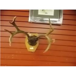 WALL  MOUNTED DEER ANTLERS