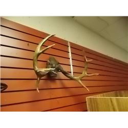AUTHENTIC DEER ANTLERS - MOUNTED ON PLAQUE 4 POINT 16"