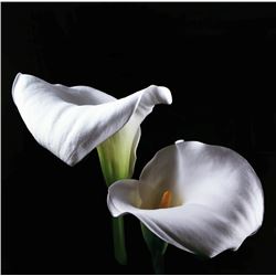 Jonathan Singer, Two Lilies, Photograph on Metal