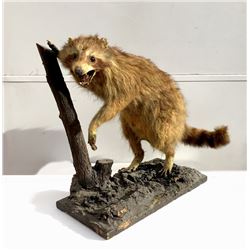 Raccoon, Taxidermy on Wood Base and Tree Limb