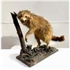 Image 1 : Raccoon, Taxidermy on Wood Base and Tree Limb