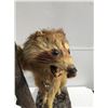 Image 3 : Raccoon, Taxidermy on Wood Base and Tree Limb