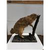 Image 4 : Raccoon, Taxidermy on Wood Base and Tree Limb