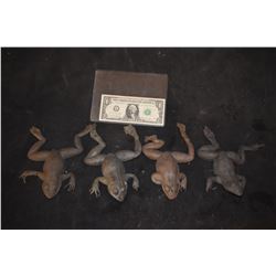 MAGNOLIA TREE FROG LOT OF 4 VERY LAST OF THE FROGS!