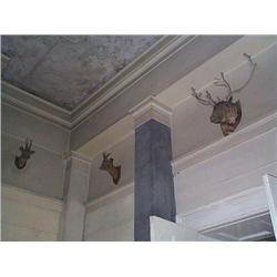 A COLLECTION OF FIVE IRISH LATE VICTORIAN STUFFED AND MOUNTED NATURAL HISTORY, SPECIMENS, LATE 19t..