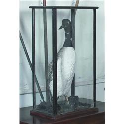 AN IRISH LATE VICTORIAN NATURAL HISTORY SPECIMEN OF A STUFFED GREAT NORTHERN DIVER, late 19th Centur