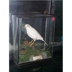 AN IRISH NATURAL HISTORY SPECIMEN OF AN ALBINO BLACKBIRD, mounted in a case with label 'Blackbird ca