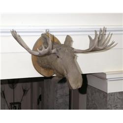 A MOUNTED HEAD OF A CANADIAN MOOSE, circa 1907., e50/100, This was a wedding gift to Sir Josslyn...