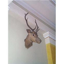 AN IRISH LATE, VICTORIAN ROE DEER HEAD, LATE 19th CENTURY; and two other deer heads. (3), e50/10...