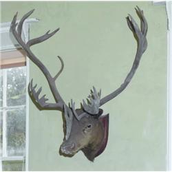 A LATE VICTORIAN MOUNTED HEAD OF, A REINDEER,, LATE 19th CENTURY., e50/100...