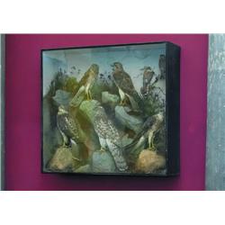 AN IRISH LATE VICTORIAN GLAZED CASE OF SEVEN VARIOUS STUFFED BIRDS OF PREY, LATE 19th CENTURY, on th