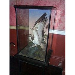 AN IRISH VICTORIAN NATURAL HISTORY, SPECIMEN OF A STUFFED OSPREY WITH A BROWN TROUT, LATE 19th CEN..