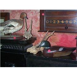 A VICTORIAN PAINTED DUCK DECOY, LATE 19th CENTURY, lacking lower beak; a stuffed widgeon; and two ro