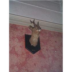 A LATE VICTORIAN MOUNTED ROE DEER'S HEAD,, LATE 19th CENTURY, the plaque inscribed 'Primus in, H...