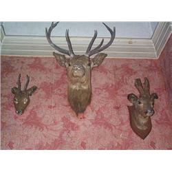 A collection of three specimen, reindeer antlers, LATE 19th CENTURY;, and a mounted roe deer doe...