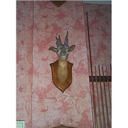 TWO LATE VICTORIAN MOUNTED SPECIMEN ROE DEER HEADS, LATE 19th CENTURY. (2), e100/200...