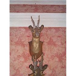 A LATE VICTORIAN MOUNTED SPECIMEN ROE DEER HEAD, 'The lissadell royal',, LATE 19th CENTURY, e200...