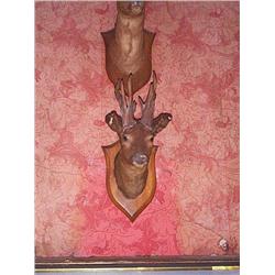 A late Victorian mounted specimen, Roe Deer head,, e60/100...