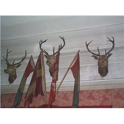 A late Victorian mounted specimen, Roe Deer head,, e60/100...