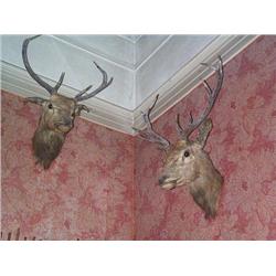 A set of seven late victorian stag heads, LATE 19th CENTURY. (7), e300/500...