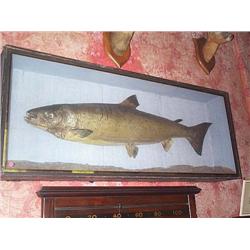 A CASED SALMON, circa 1875, in a glazed and, ebonised case, 155cms x 63cms (The case), e500/1,...