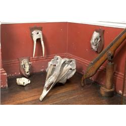 NATURAL HISTORY TROPHIES,, LATE 19th CENTURY, A pair of mounted walrus tusks, a bottle nose whale...
