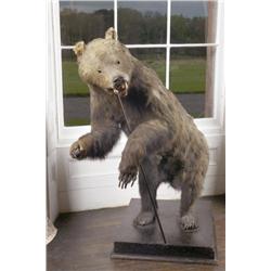 A STUFFED BROWN BEAR FROM THE ARCTIC REGIONS, circa 1864, approx 132cms high including wooden base<b