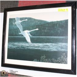 29" X 24" DUCKS UNLIMITED PICTURE "QUIET MAJESTY"