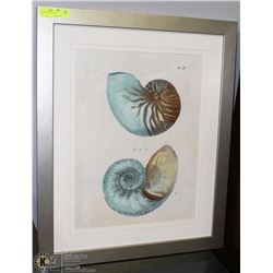 FRAMED SHELL PRINT 34X28