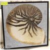 Image 1 : SHELL CANVAS PRINT 21X21