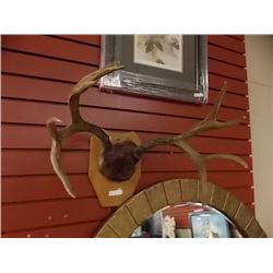 WALL  MOUNTED DEER ANTLERS