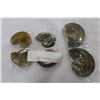 Image 1 : LOT OF 6 AMMONITE STONES
